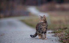 Desktop wallpaper. Cats. ID:54153