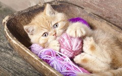 Desktop wallpaper. Cats. ID:54178