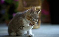 Desktop image. Cats. ID:54179