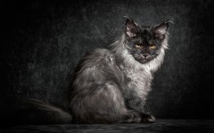 Desktop wallpaper. Cats. ID:54211