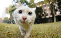Desktop wallpaper. Cats. ID:54658