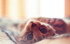 Desktop wallpaper. Cats. ID:54666
