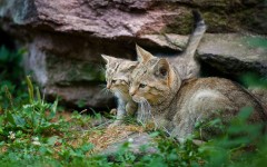 Desktop wallpaper. Cats. ID:54675
