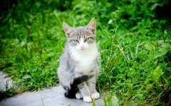 Desktop wallpaper. Cats. ID:54676