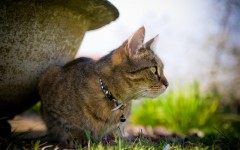 Desktop wallpaper. Cats. ID:54700
