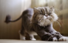 Desktop wallpaper. Cats. ID:54701