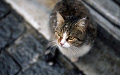 Desktop wallpaper. Cats. ID:54705