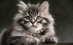 Desktop wallpaper. Cats. ID:54882