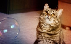 Desktop wallpaper. Cats. ID:55004