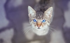 Desktop wallpaper. Cats. ID:55006