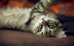 Desktop image. Cats. ID:55025