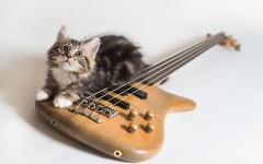 Desktop wallpaper. Cats. ID:55030