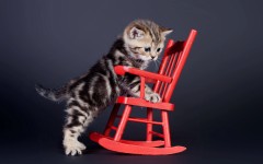 Desktop wallpaper. Cats. ID:55314