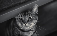 Desktop wallpaper. Cats. ID:55325