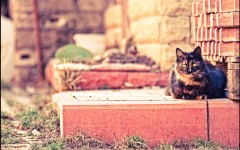 Desktop wallpaper. Cats. ID:55356