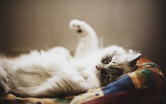 Desktop wallpaper. Cats. ID:55364