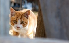 Desktop wallpaper. Cats. ID:55368