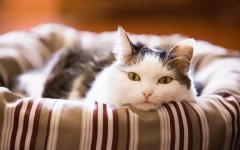 Desktop wallpaper. Cats. ID:55386