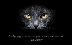 Desktop wallpaper. Cats. ID:55387