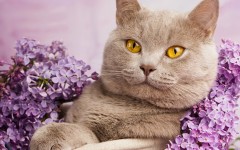 Desktop wallpaper. Cats. ID:55797