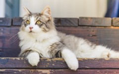 Desktop wallpaper. Cats. ID:55801