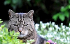 Desktop wallpaper. Cats. ID:55826