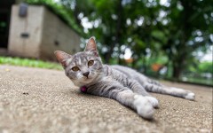 Desktop wallpaper. Cats. ID:55853