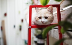 Desktop wallpaper. Cats. ID:56045