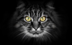 Desktop wallpaper. Cats. ID:56051