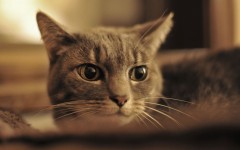 Desktop wallpaper. Cats. ID:56075