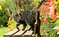Desktop wallpaper. Cats. ID:56244