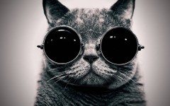 Desktop wallpaper. Cats. ID:56255