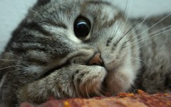 Desktop wallpaper. Cats. ID:56264