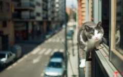 Desktop wallpaper. Cats. ID:56740