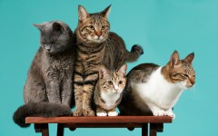Desktop wallpaper. Cats. ID:56742