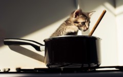 Desktop wallpaper. Cats. ID:56756