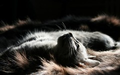 Desktop wallpaper. Cats. ID:56766