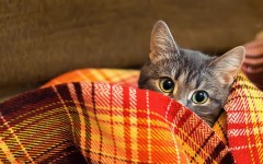 Desktop wallpaper. Cats. ID:56855