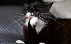 Desktop wallpaper. Cats. ID:56864