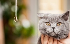 Desktop wallpaper. Cats. ID:56868