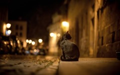 Desktop wallpaper. Cats. ID:56879