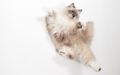 Desktop wallpaper. Cats. ID:56891