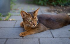 Desktop wallpaper. Cats. ID:56894