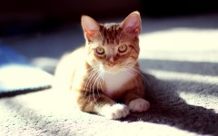 Desktop wallpaper. Cats. ID:57307