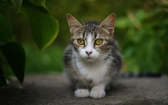 Desktop wallpaper. Cats. ID:57317