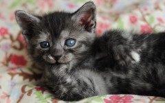 Desktop wallpaper. Cats. ID:57334