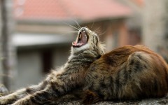 Desktop wallpaper. Cats. ID:57352