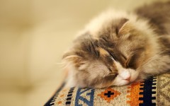 Desktop wallpaper. Cats. ID:57370