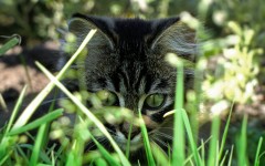 Desktop wallpaper. Cats. ID:57393