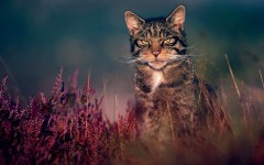 Desktop wallpaper. Cats. ID:57394